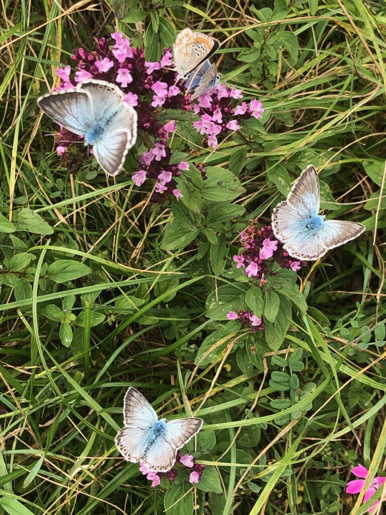 Vlinders in het groen